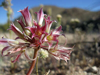 Image of Parish's onion