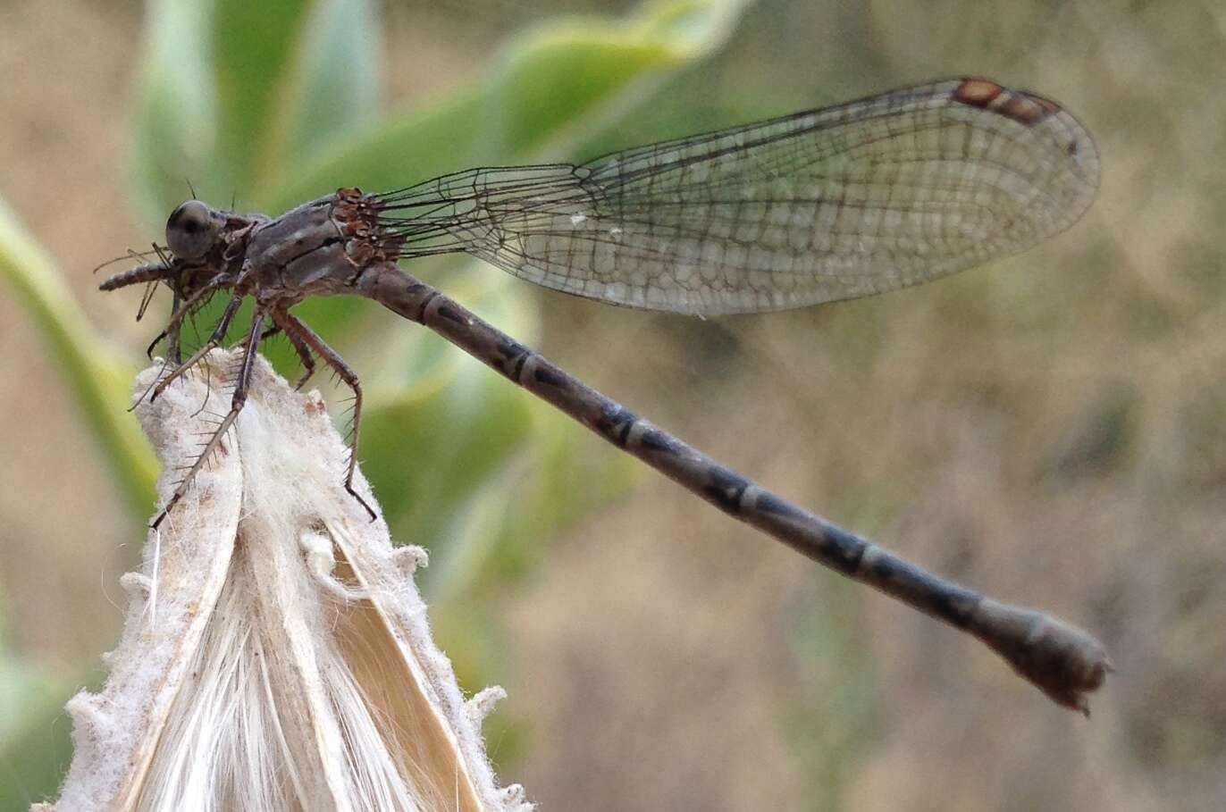 Image of Sooty Dancer