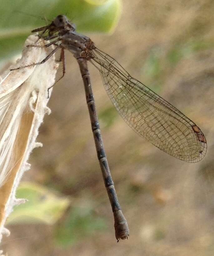 Image of Sooty Dancer