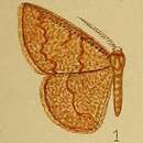 Image of Cacostegania