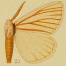 Image of Phiala nigrolineata Aurivillius 1903
