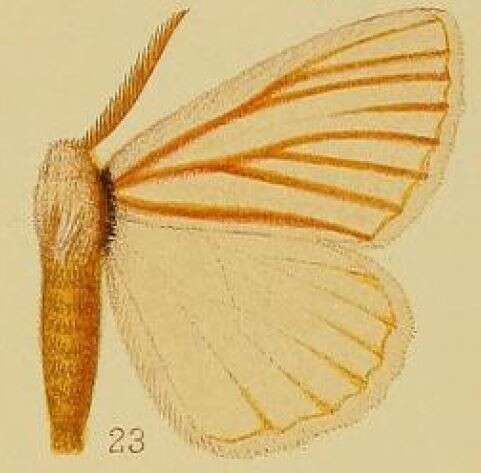 Image of Phiala nigrolineata Aurivillius 1903