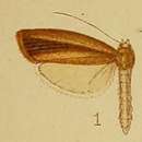 Image of Calamotropha fuscivittalis Hampson 1910