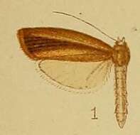 Image of Calamotropha fuscivittalis Hampson 1910