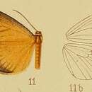 Imagem de Thermochrous fumicincta Hampson 1910