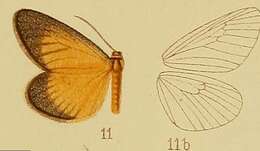 Imagem de Thermochrous fumicincta Hampson 1910