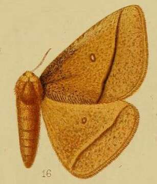 Image of Decachorda Aurivillius 1898