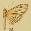 Image of Lygropia atrinervalis Hampson 1910