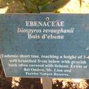 Image of Bois d’ebene feuilles