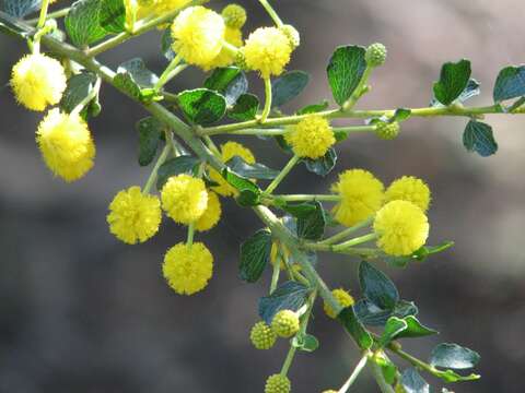 Image of Acacia dictyoneura E. Pritz.