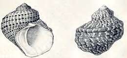 Image of Turbo fluctuosus W. Wood 1828