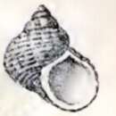 Image of Turbo gemmatus Reeve 1848