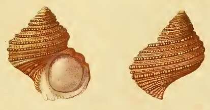 Image of Turbo gemmatus Reeve 1848