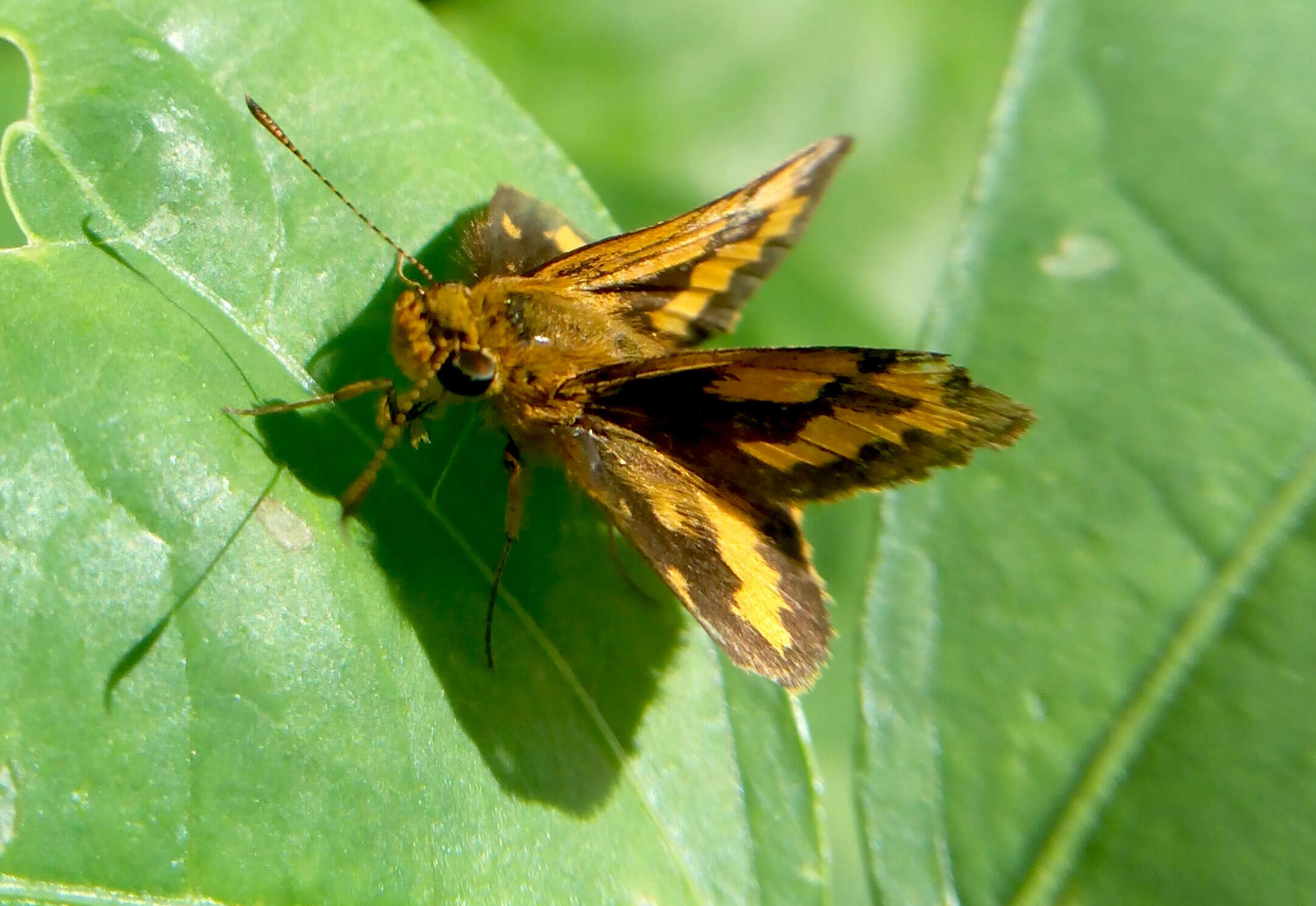 Image of Telicota bambusae