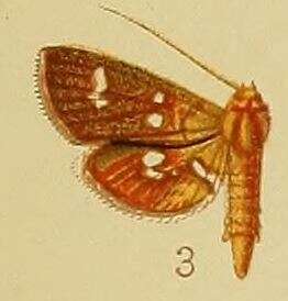 Image of Nausinoe argyrosticta Hampson 1910