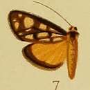 Image of Loxostege flavinigralis Hampson 1910