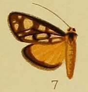 Imagem de Loxostege flavinigralis Hampson 1910