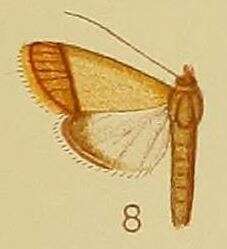 Image of Pseudonoorda