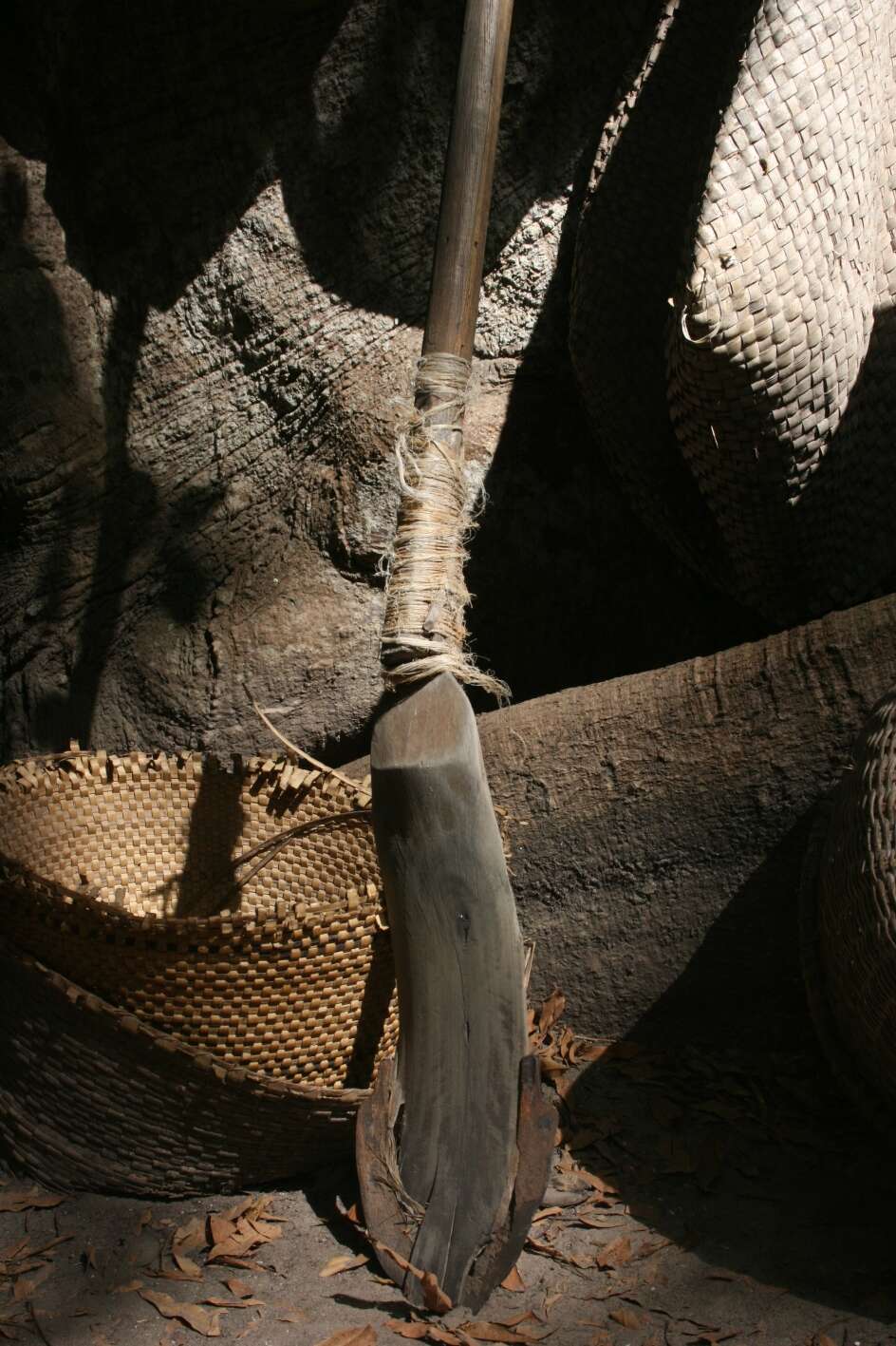 Imagem de Oryza glaberrima Steud.