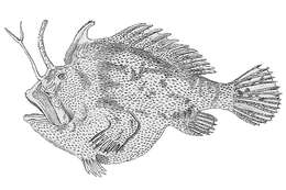 Image of D&#39;Entrecasteaux anglerfish