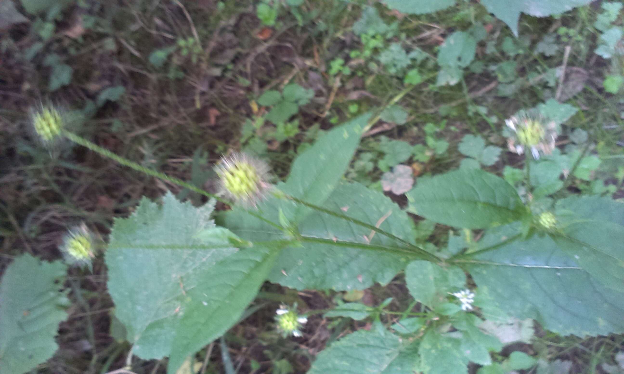 Image of small teasel