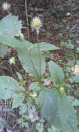 Image of small teasel