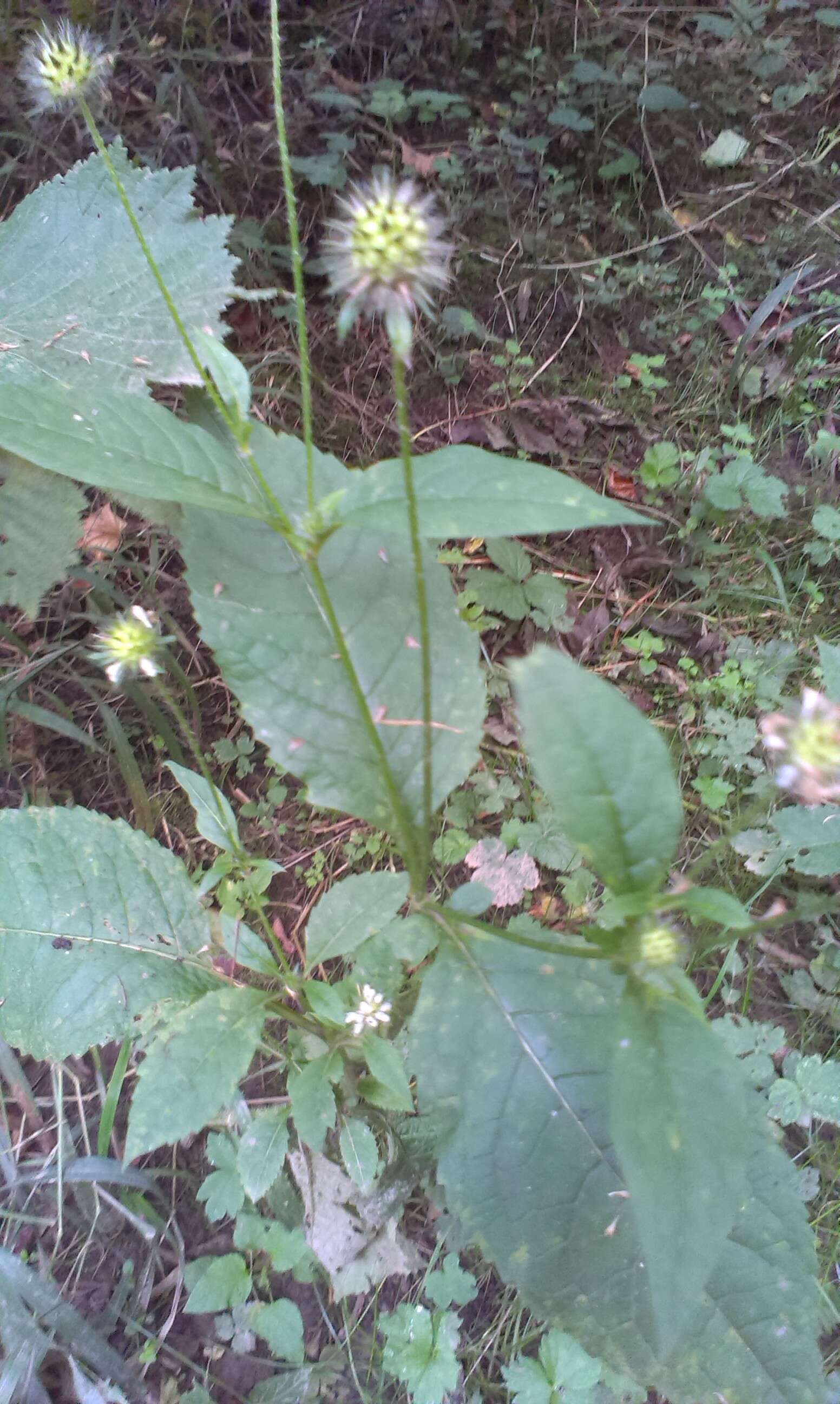 Image of small teasel