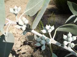 Image of lemon-flower gum