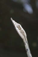 Image of Brown Vine Snake