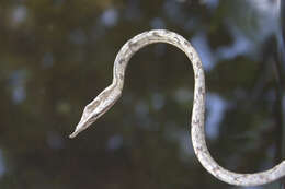 Image of Brown Vine Snake