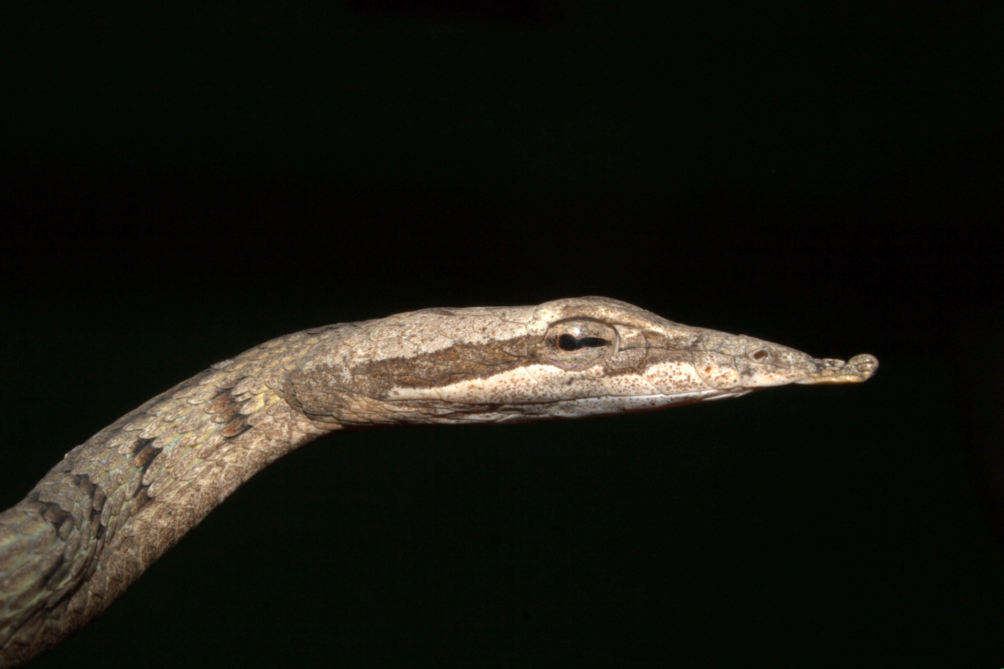 Image of Brown Vine Snake