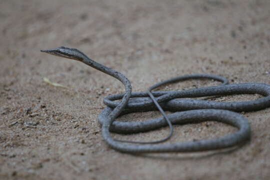 Image of Brown Vine Snake