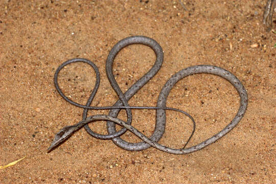 Image of Brown Vine Snake