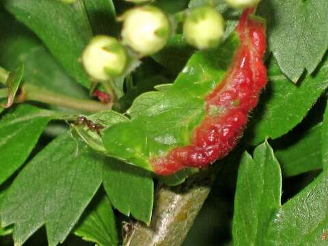 Image of Aphid