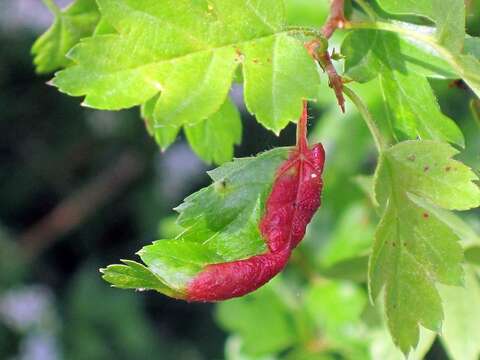 Image of Aphid