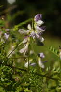 Image of wood vetch