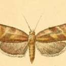 Image of Ptycholoma erschoffi Christoph 1877