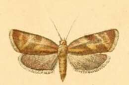 Image of Ptycholoma erschoffi Christoph 1877