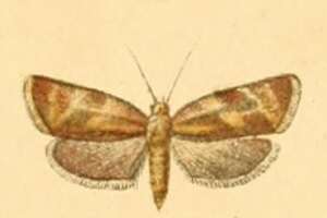 Image de Ptycholoma erschoffi Christoph 1877