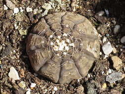 Image of Gymnocalycium ragonesei A. Cast.