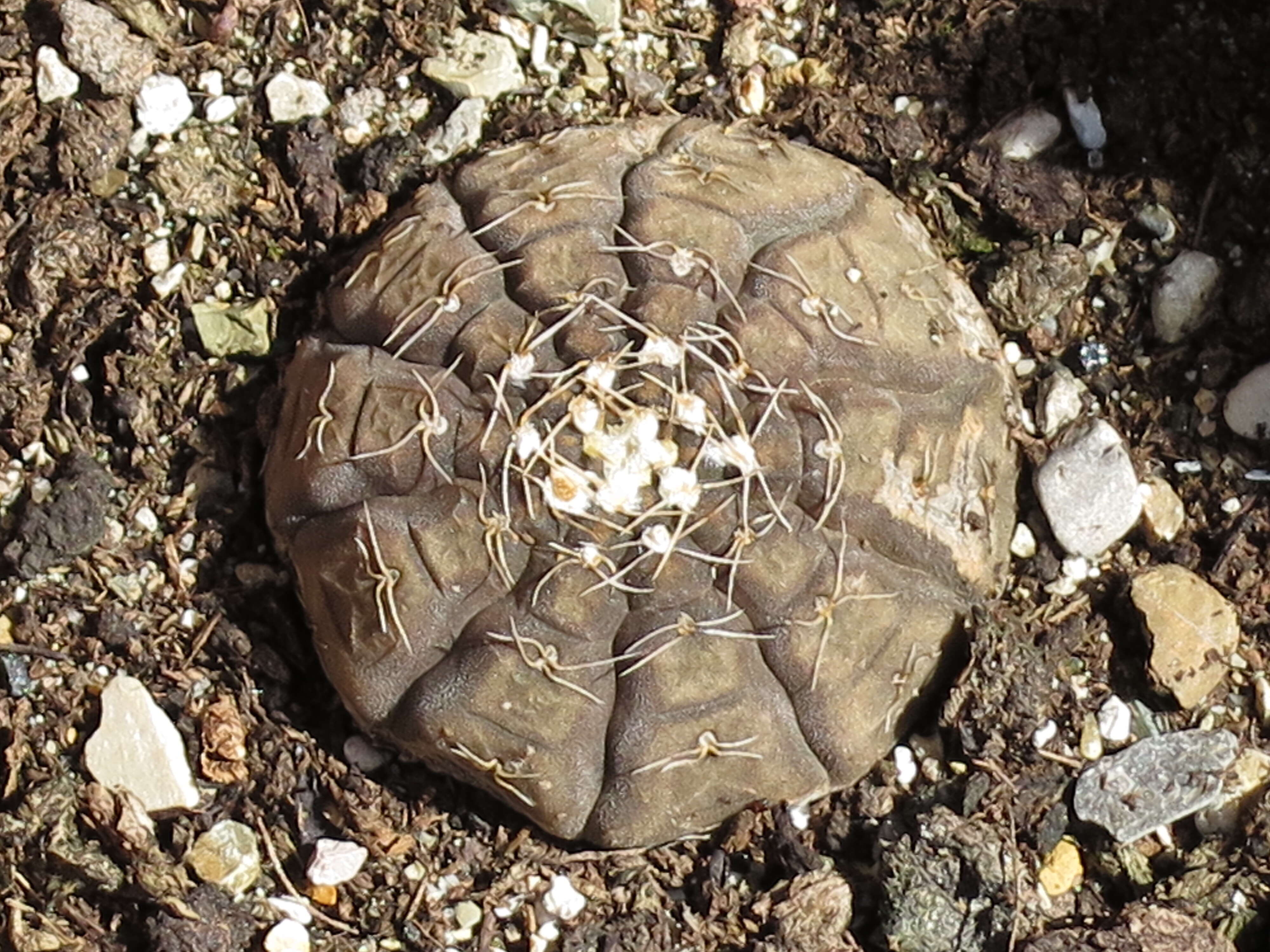 Plancia ëd Gymnocalycium ragonesei A. Cast.