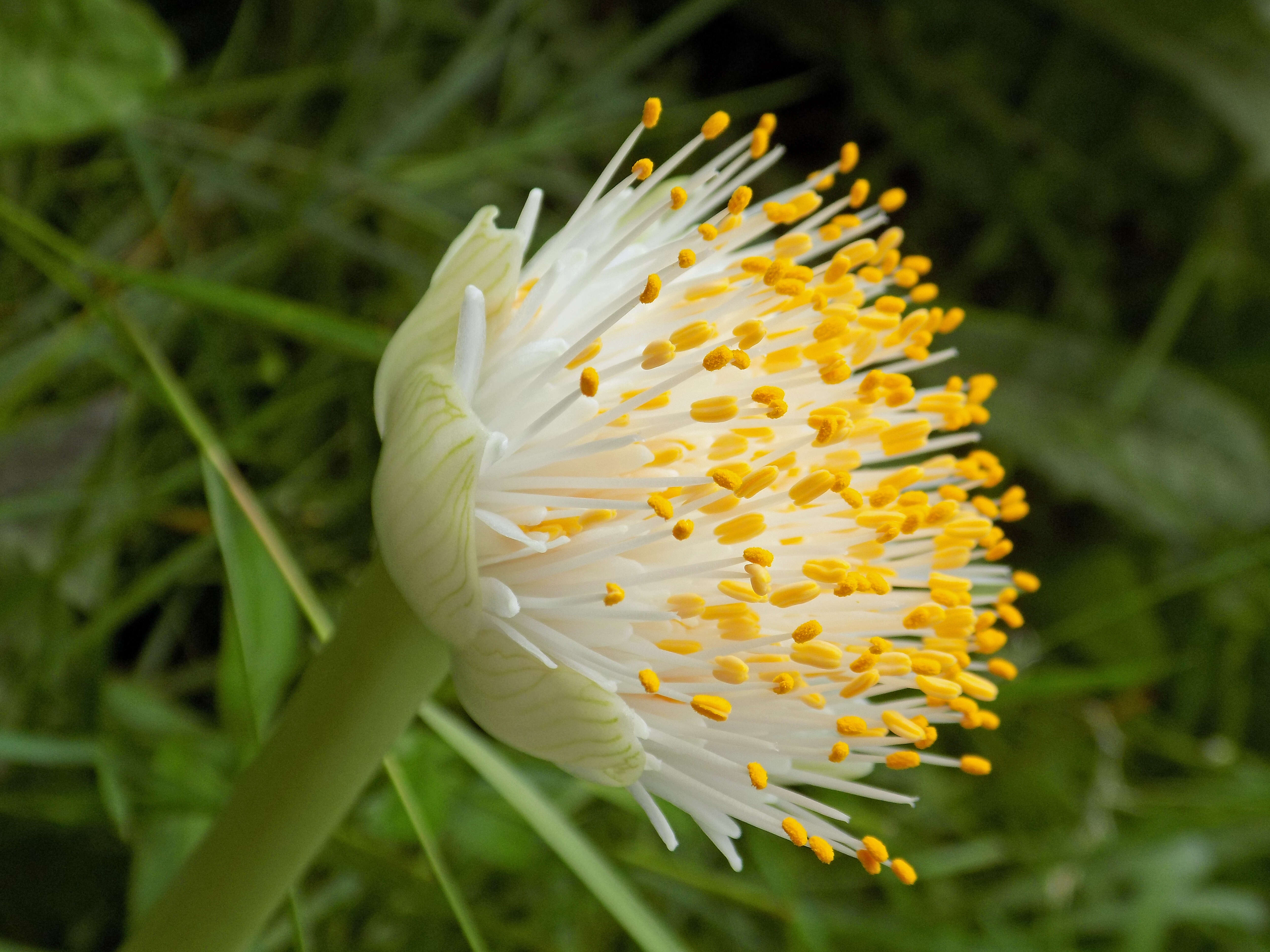 Imagem de Haemanthus albiflos Jacq.