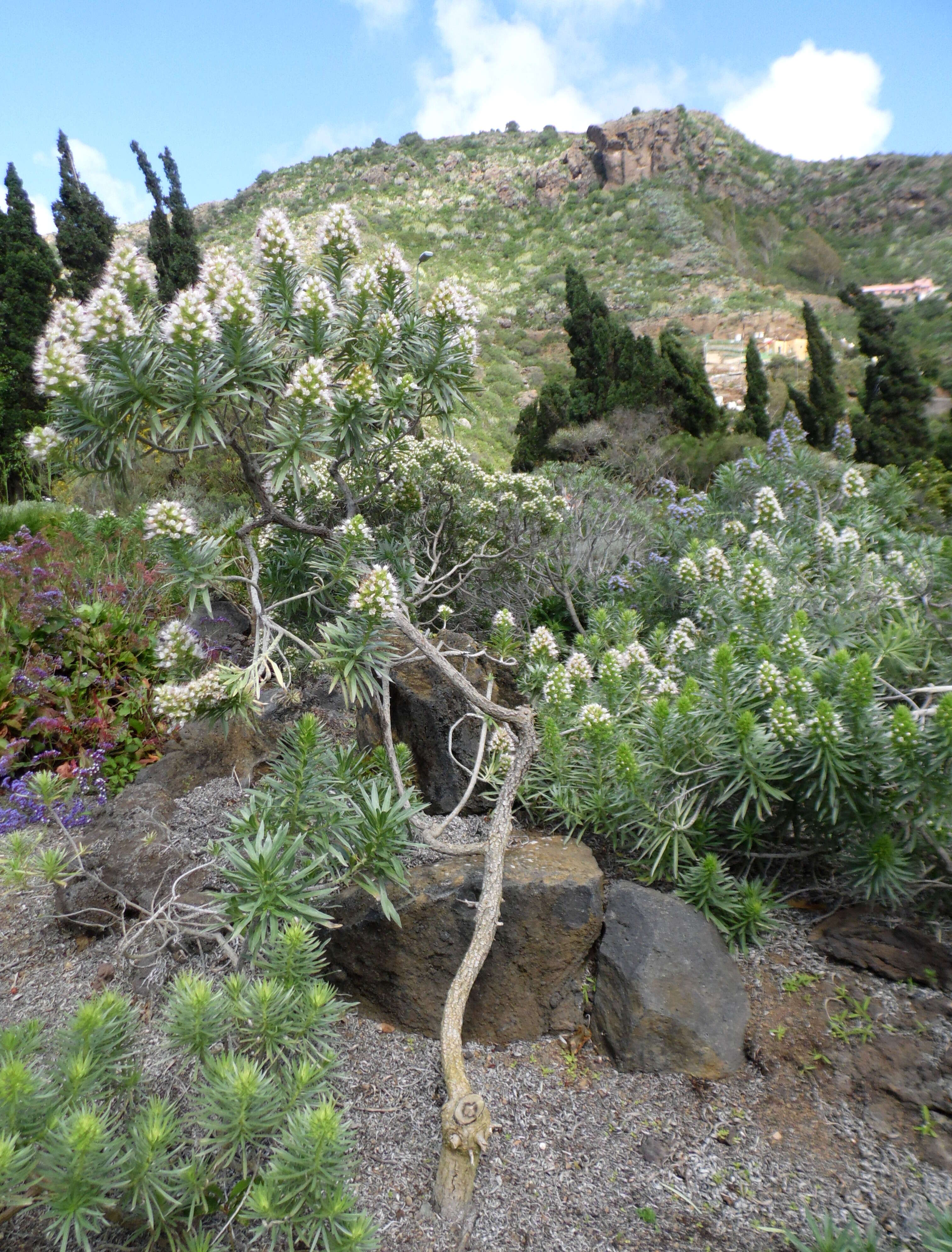 Plancia ëd Echium aculeatum Poir.