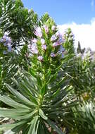 Plancia ëd Echium aculeatum Poir.