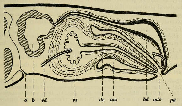 Image of Dendrocoelopsis