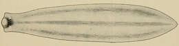 Image of Dendrocoelopsis