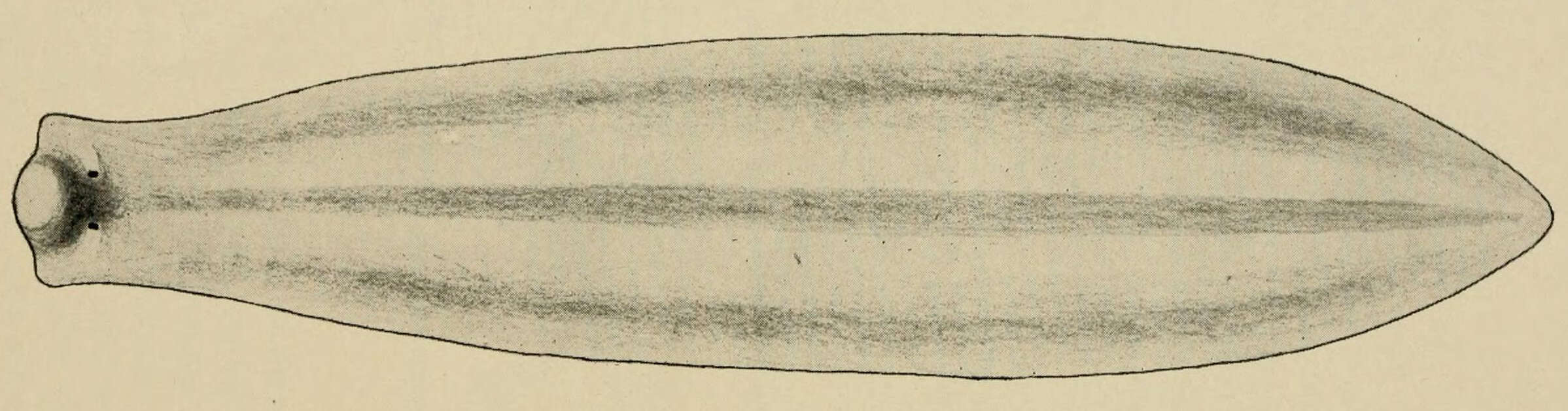 Image of Dendrocoelopsis