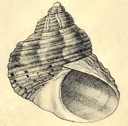 Image of Turbo laetus Philippi 1849
