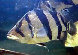 Image of Siamese Tiger Perch