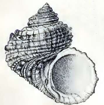 Image of Turbo laminiferus Reeve 1848